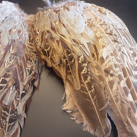 2 Ring Neck Rooster Pheasant Wings for Fly Fishing, Crafting, Etc... - Picture 3 of 4